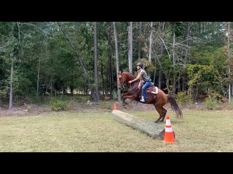 Видео: ПОДГОТОВКА К ВЫСТАВКЕ КОНЕЙ: ЭТОТ МОЛОДОЙ МУСТАНГ УМЕЕТ ПРЫГАТЬ