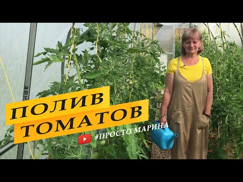 Видео: Правильный полив томатов в теплице
