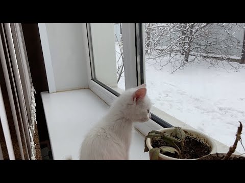 Видео: Малютка и первый снег / Мясная суббота, день который ребята  ждали