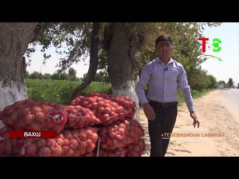 Видео: Cавдои сарироҳӣ | Вахш