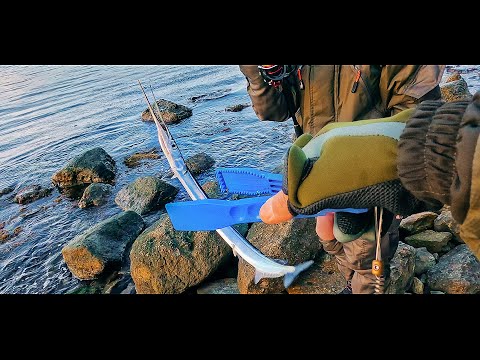 Видео: РЫБАЛКА НА ЯДРЕНОГО САРГАНА. Радость поклевок на рыбалке.