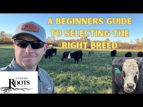 Видео: Выбор подходящей породы крупного рогатого скота для начинающих