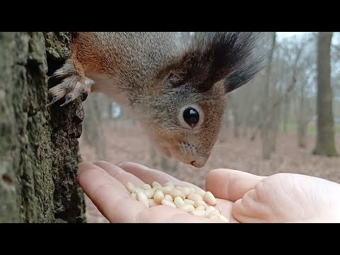 Видео: 🤦😂Покормишь Меня/Мне лень Спускаться 🌰😂🤗#squirrel #animals #cute #shortvideo #sun #shorts #reels 