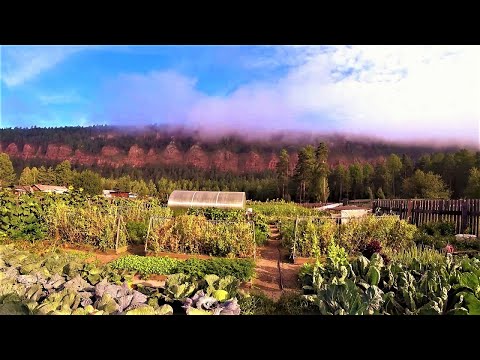 Видео: Туманы августа в деревне.