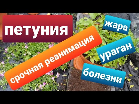 Видео: Петуния/Срочная реанимация/Восстанавливаю петунию после жары, ливней, сильного ветера и болезней