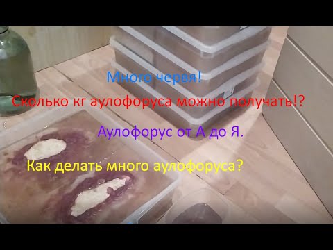 Видео: Аулофорус от А до Я!Или история о том,как собирать его в кг!