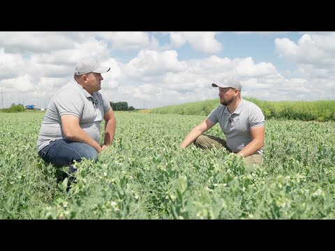 Видео: Система захисту гороху. Досвід 2024. АгроАрена Умань