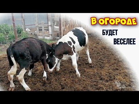 Видео: БЫКИ СЛОМАЛИ ЗАГОН и УШЛИ В ОГОРОД | ПОСЛЕДСТВИЯ ПРОГУЛКИ