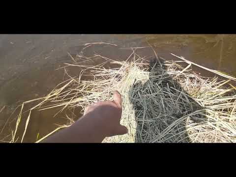 Видео: ЛИЧИНКА АМУРА подращивание ЧАСТЬ 1   ***   Вода, СЕНО, зарыбление   ***   Grass carp fish farming