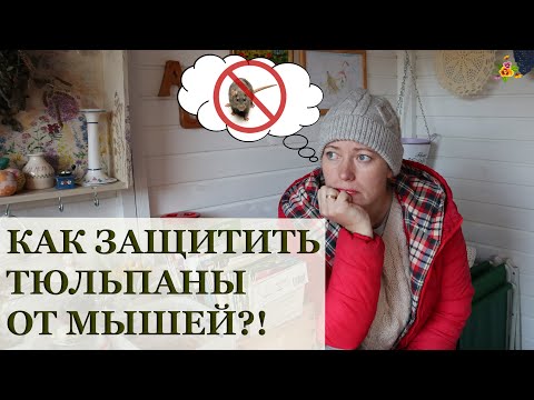 Видео: Как защитить тюльпаны от мышей? Все способы, которые я проверила!