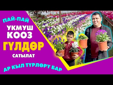 Видео: Пай-Пай! Кышында ГҮЛДѲГѲН мындай кооз ГҮЛДѲРДҮ кѳрдүңүз беле ~ ҮЙҮҢҮЗДҮ гүл БАКЧАГА айлантыңыз