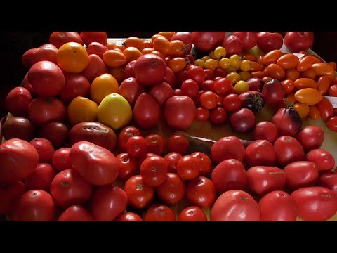 Видео: Как составить схему посадок томатов в теплице?