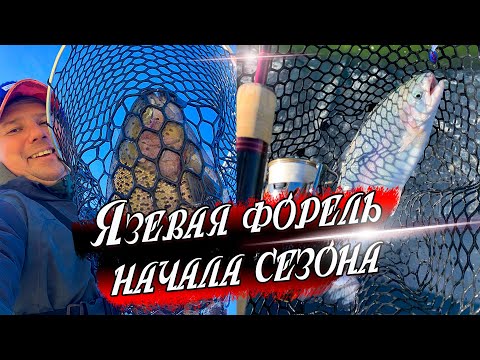 Видео: Ловля форели в холодной воде! | Особенности ловли на резину и воблеры