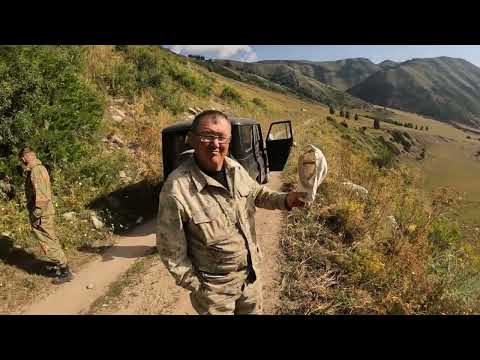 Видео: Охота на Сурка в Коксуйской Щели.