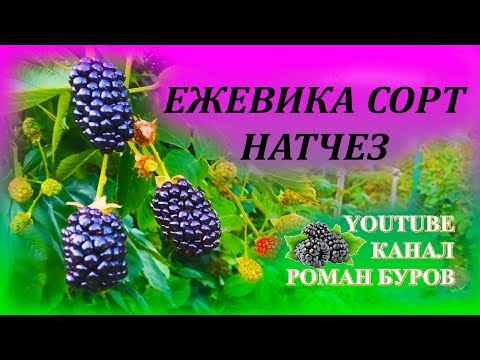 Видео: Обзор ежевики сорта НАТЧЕЗ. Сверх ранняя и крупноплодная безшипая ежевика Натчез. Ежевика без шипов.