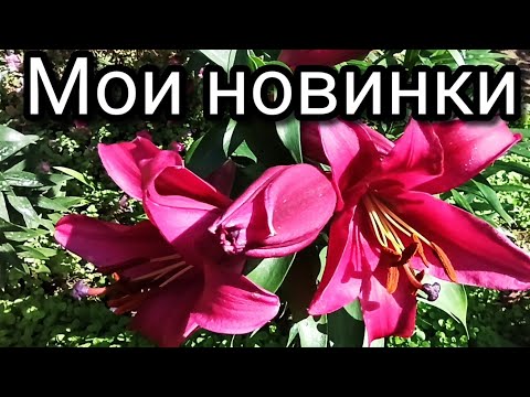 Видео: Мои новинки лилии ОТ- гибриды: Карбонеро,Лейт Монинг,Ред Дезайр.