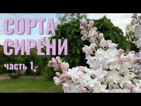 Видео: Сорта сирени отечественной селекции. Часть 1