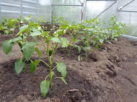 Видео: ВЫСАЖИВАЮ ПЕРЕЦ  В ТЕПЛИЦУ. ПОДРОБНО. Ольга Чернова.