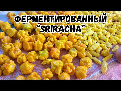Видео: Ферментированный соус "Sriracha" из перца Каролина рипер