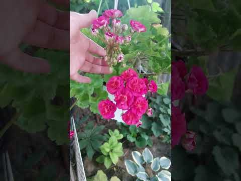 Видео: Цветущие пеларгонии 2 часть