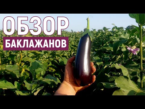 Видео: Обзор БАКЛАЖАНОВ 2022