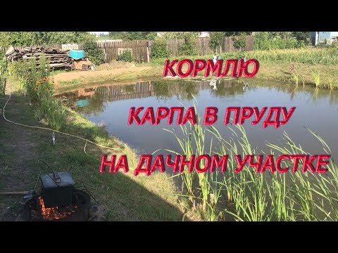 Видео: КОРМЛЮ КАРПА В ПРУДУ НА ДАЧНОМ УЧАСТКЕ