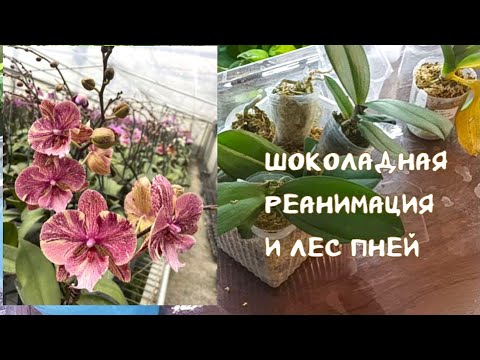 Видео: Шоколадная Реанимация Орхидей в размере 1,7. Часть Раз. Что делать со слабыми подростками и гнилью.