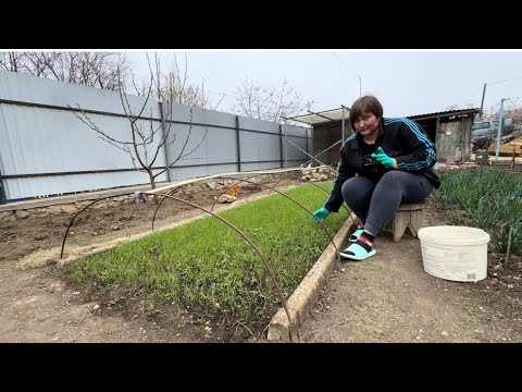 Видео: Прополка ялтинского лука от сорняков.