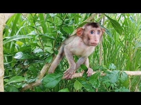 Видео: ДЖОНИ слепой, но он очень умный и любит лазать.