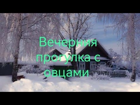 Видео: Вечерния прогулка с овцами!!!