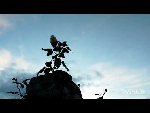 Видео: Ч/г троянди жовтневого вечора, Принц Жардіньєр, Кураж