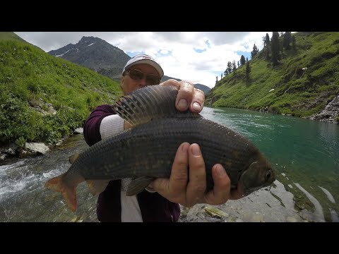 Видео: Поход на озеро Тальмень с рыбалкой. Хариус Горного Алтая