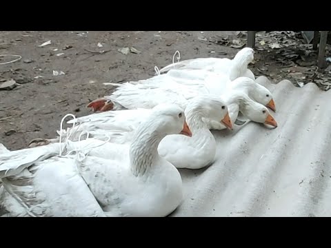 Видео: Вес гусей породы МАМУТ в 4  МЕСЯЦА !!!