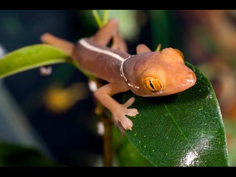 Видео: Инкубатор для эублефаров
