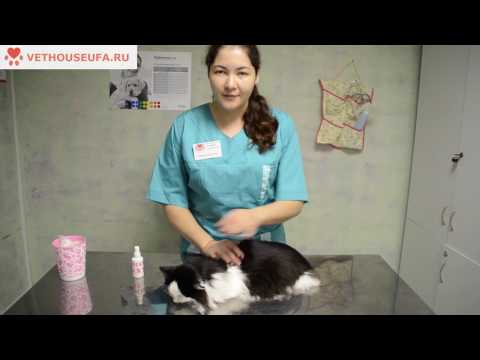 Видео: Как чистить Уши кошке