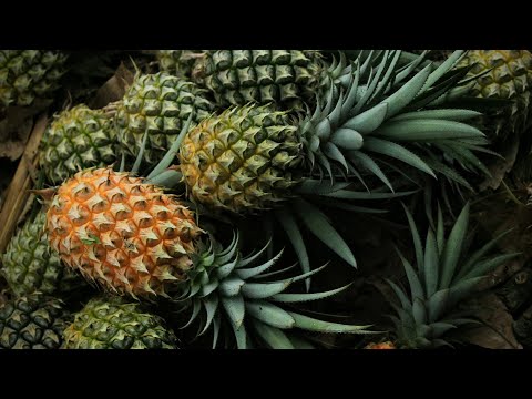 Видео: КУПИЛИ АНАНАС В СУПЕРМАРКЕТЕ И УКОРЕНИЛИ ЕГО!