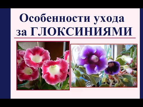 Видео: Глоксинии. Особенности ухода.