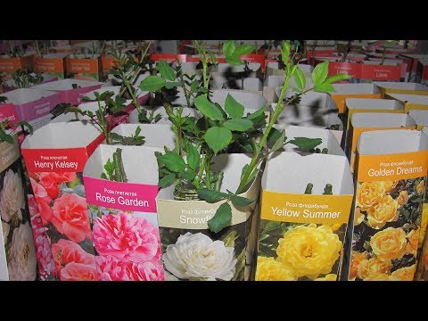 Видео: Как сохранить розу из коробки