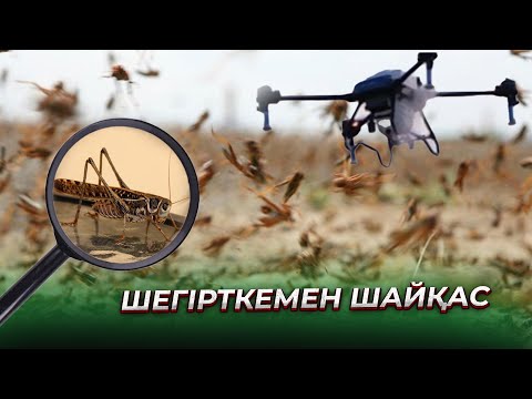 Видео: Арнайы репортаж | Қаптаған шегірткемен қалай күресеміз