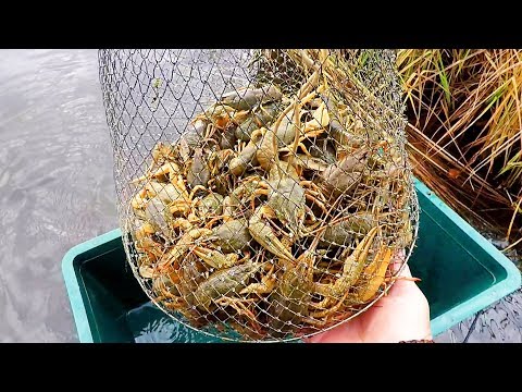 Видео: Октябрь! Ловля Раков на Китайские Раколовки! И Опять не плохо!