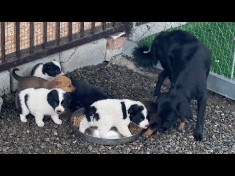 Видео: Дикие щенки с улицы привыкают к жизни у нас дома