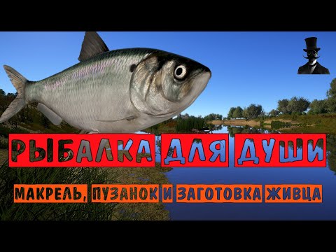 Видео: Рыбалка для души. Макрель, пузанок, заготовка живца. Русская Рыбалка 4.