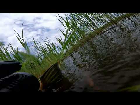 Видео: Весенний лещ.