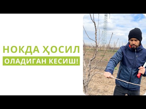 Видео: МЕВАДАН ВОЗ КЕЧМАГАН ҲОЛДА НОК КЕСИШ!