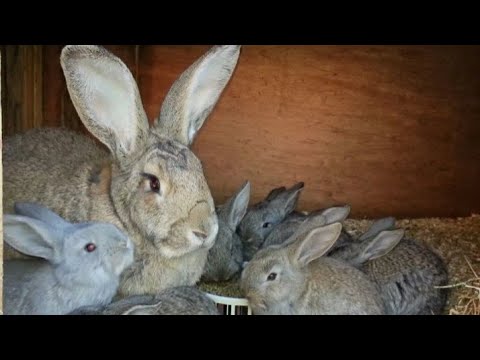 Видео: Как проверить крольчиху на беременность(сукрольность).