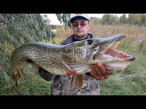 Видео: Трофейная Рыбалка на Щуку.  Троллинг на Крупный Силикон.