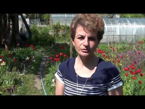 Видео: Что делать с розами весной. Как помочь розам после зимы