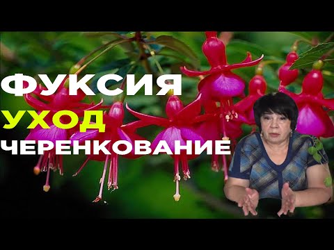 Видео: ФУКСИЯ УХОД В ДОМАШНИХ УСЛОВИЯХ: ЧЕРЕНКОВАНИЕ