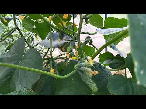 Видео: Не подходите к огурцам с ПРОСТОЙ водой! Выращивайте ЭКОогурцы без навоза и химии - на ЭКОподкормках