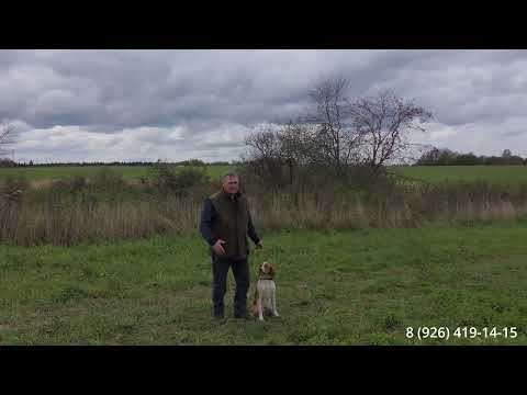 Видео: Дрессировка бретон Альф